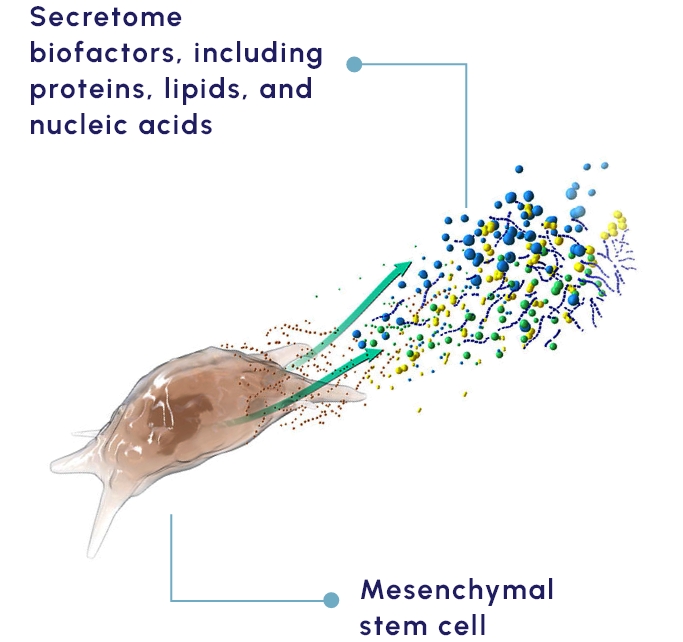 Mesenchymal stem cell and scretome biofactors, including protease inhibitors, matrix proteins, and growth factors.