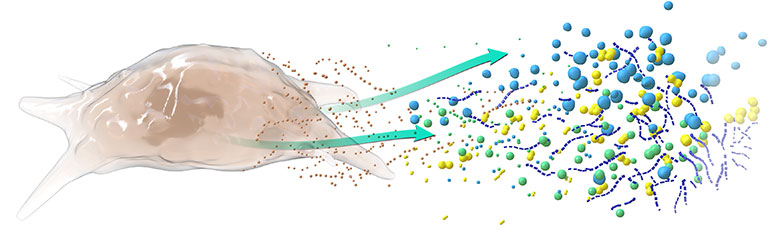 MSC cell secretome arrows